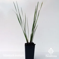 Lomandra SHARA -Cheap The Aussie Garden Store shara tubestock