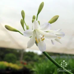 Agapanthus Silver Baby -Cheap The Aussie Garden Store silver baby agapanthus below