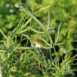 Pteris - Slender Brake Fern -Cheap The Aussie Garden Store slender brake img 5305