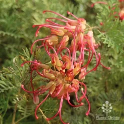 Grevillea Soopa Doopa -Cheap The Aussie Garden Store sooper dooper two