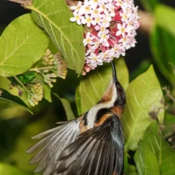 Rondeletia Amoena 24 Rondeletia Amoena -Cheap The Aussie Garden Store spine bill rondeletia