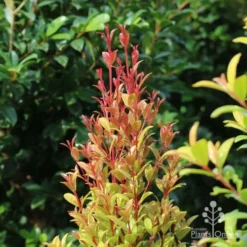 Syzygium Straight And Narrow - Lilly Pilly 9 Syzygium Straight And Narrow - Lilly Pilly -Cheap The Aussie Garden Store straight and narrow new leaf colour