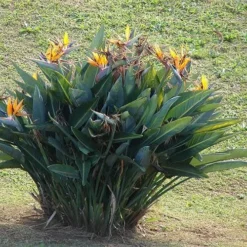 Strelitzia Reginae - Bird Of Paradise -Cheap The Aussie Garden Store strelitzia reginae mature