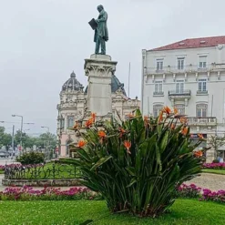 Strelitzia Reginae - Bird Of Paradise -Cheap The Aussie Garden Store strelitzia reginae mature statue