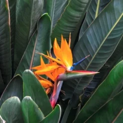 Strelitzia Reginae - Bird Of Paradise -Cheap The Aussie Garden Store strelitzia and leaves 500 1