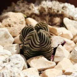 Crassula Buddha’s Temple - Succulent -Cheap The Aussie Garden Store succulent buddhas temple