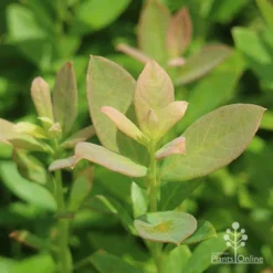 Blueberry Sunshine Blue -Cheap The Aussie Garden Store sunshine blue foliage