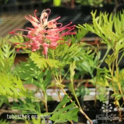 Grevillea Superb -Cheap The Aussie Garden Store superb tube