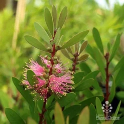 Callistemon Sweet Burst -Cheap The Aussie Garden Store sweet burst buds
