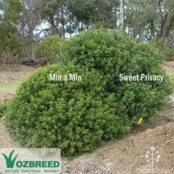 Murraya Sweet Privacy -Cheap The Aussie Garden Store sweet privacy min a min compare