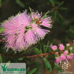 Callistemon Sweet Burst -Cheap The Aussie Garden Store sweetburst flower
