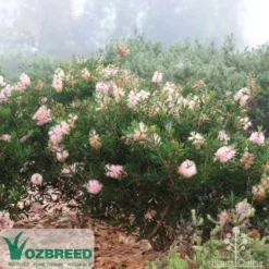 Callistemon Sweet Burst -Cheap The Aussie Garden Store sweetburst misty
