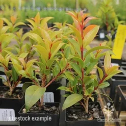 Syzygium Bush Christmas - Lilly Pilly -Cheap The Aussie Garden Store syzygium bush christmas tubestock plants
