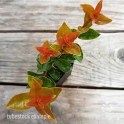 Syzygium Orange Twist - Lilly Pilly -Cheap The Aussie Garden Store syzygium orange twist