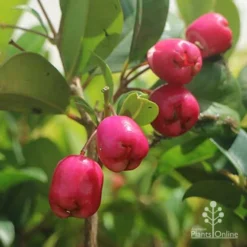 Syzygium Resilience - Lilly Pilly -Cheap The Aussie Garden Store syzygium resilience berries