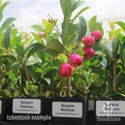 Syzygium Resilience - Lilly Pilly -Cheap The Aussie Garden Store syzygium resiliencetubestock berries