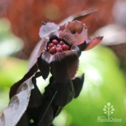 Bat Plant - Tacca -Cheap The Aussie Garden Store tacca flower closeup