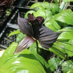 Bat Plant - Tacca -Cheap The Aussie Garden Store tacca in nursery top