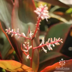 Cordyline Fruticosa Tangelo -Cheap The Aussie Garden Store tangelo cordyline flower