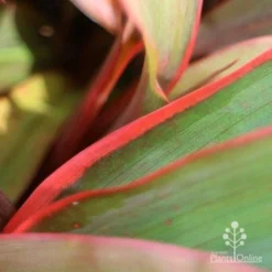 Cordyline Fruticosa Tangelo -Cheap The Aussie Garden Store tangelo leaf close