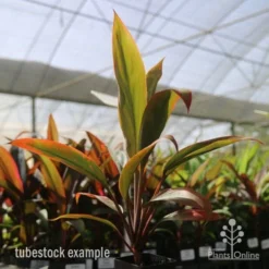 Cordyline Fruticosa Tangelo -Cheap The Aussie Garden Store tangelo tube in nursery