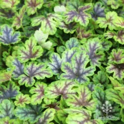 Heucherella Tapestry - Foamy Bells -Cheap The Aussie Garden Store tapestry colour range 1