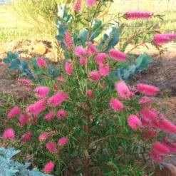 Callistemon Taree Pink 11 Callistemon Taree Pink -Cheap The Aussie Garden Store taree pink 500
