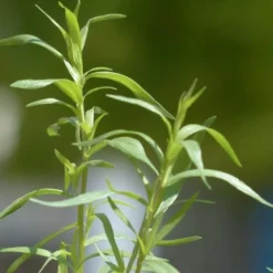 Cheap The Aussie Garden Store -Cheap The Aussie Garden Store tarragon leaves