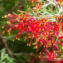 Grevillea Mini Marvel 25 Grevillea Mini Marvel -Cheap The Aussie Garden Store thelemanniana grevillea flower