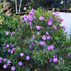 Tibouchina Allure -Cheap The Aussie Garden Store tibouchina allure bush