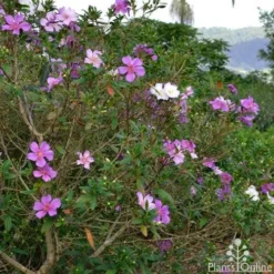 Tibouchina Chameleon 16 Tibouchina Chameleon -Cheap The Aussie Garden Store tibouchina chameleon 2