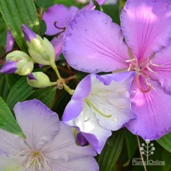 Tibouchina Illusion -Cheap The Aussie Garden Store tibouchina illusion three colours