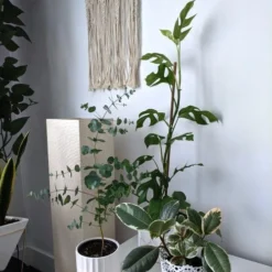 Philodendron Minima - Mini Monstera -Cheap The Aussie Garden Store tineke ficus and mini monstera