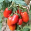 Tomato Roma - Seed