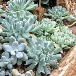 Echeveria Topsy Turvy - Succulent -Cheap The Aussie Garden Store topsy turvy planted 2