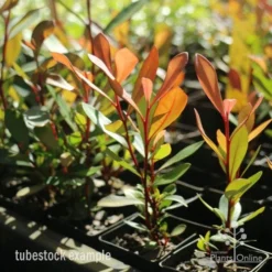 Tristaniopsis Luscious - Water Gum -Cheap The Aussie Garden Store tristaniopsis tubestock