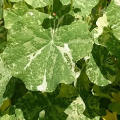 Nasturtium Alaska Salmon Variegated - Seed 5 Nasturtium Alaska Salmon Variegated - Seed -Cheap The Aussie Garden Store variegated nasturtiums leaf