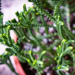 Crassula - Watchchain, Rat Tail Succulent -Cheap The Aussie Garden Store watchchain closeup