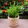 Crassula - Watchchain, Rat Tail Succulent