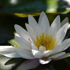 Water Lily Hermine - 1 Bulb 6 Water Lily Hermine - 1 Bulb -Cheap The Aussie Garden Store water lily shade