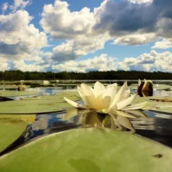 Cheap The Aussie Garden Store -Cheap The Aussie Garden Store water lily white pond