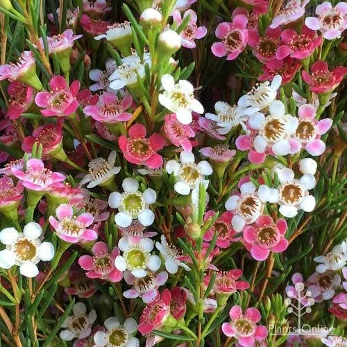 Chamelaucium MY SWEET 16™ - Waxflower 1 Chamelaucium MY SWEET 16™ - Waxflower