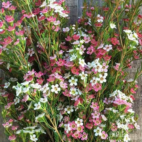 Chamelaucium MY SWEET 16™ - Waxflower 6 Chamelaucium MY SWEET 16™ - Waxflower - Image 6