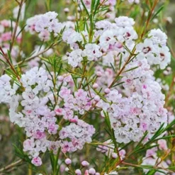 Chamelaucium Dancing Queen - Waxflower -Cheap The Aussie Garden Store waxflower dancing queen