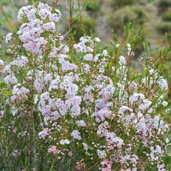 Chamelaucium Dancing Queen - Waxflower -Cheap The Aussie Garden Store waxflower dancing queen bush