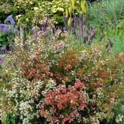 Chamelaucium MY SWEET 16™ - Waxflower 11 Chamelaucium MY SWEET 16™ - Waxflower -Cheap The Aussie Garden Store waxflower my sweet 16