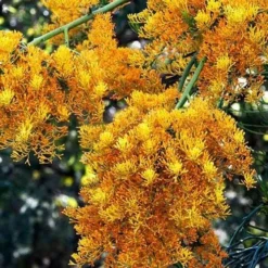Australian Wildflower WA Christmas Tree - Seed