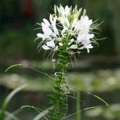 Cleome - Spider Flower - Seed -Cheap The Aussie Garden Store white cleome