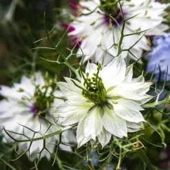 Nigella Miss Jekyll White - Love In A Mist - Seed -Cheap The Aussie Garden Store white nigella