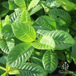 Gardenia White Star -Cheap The Aussie Garden Store white star leaves